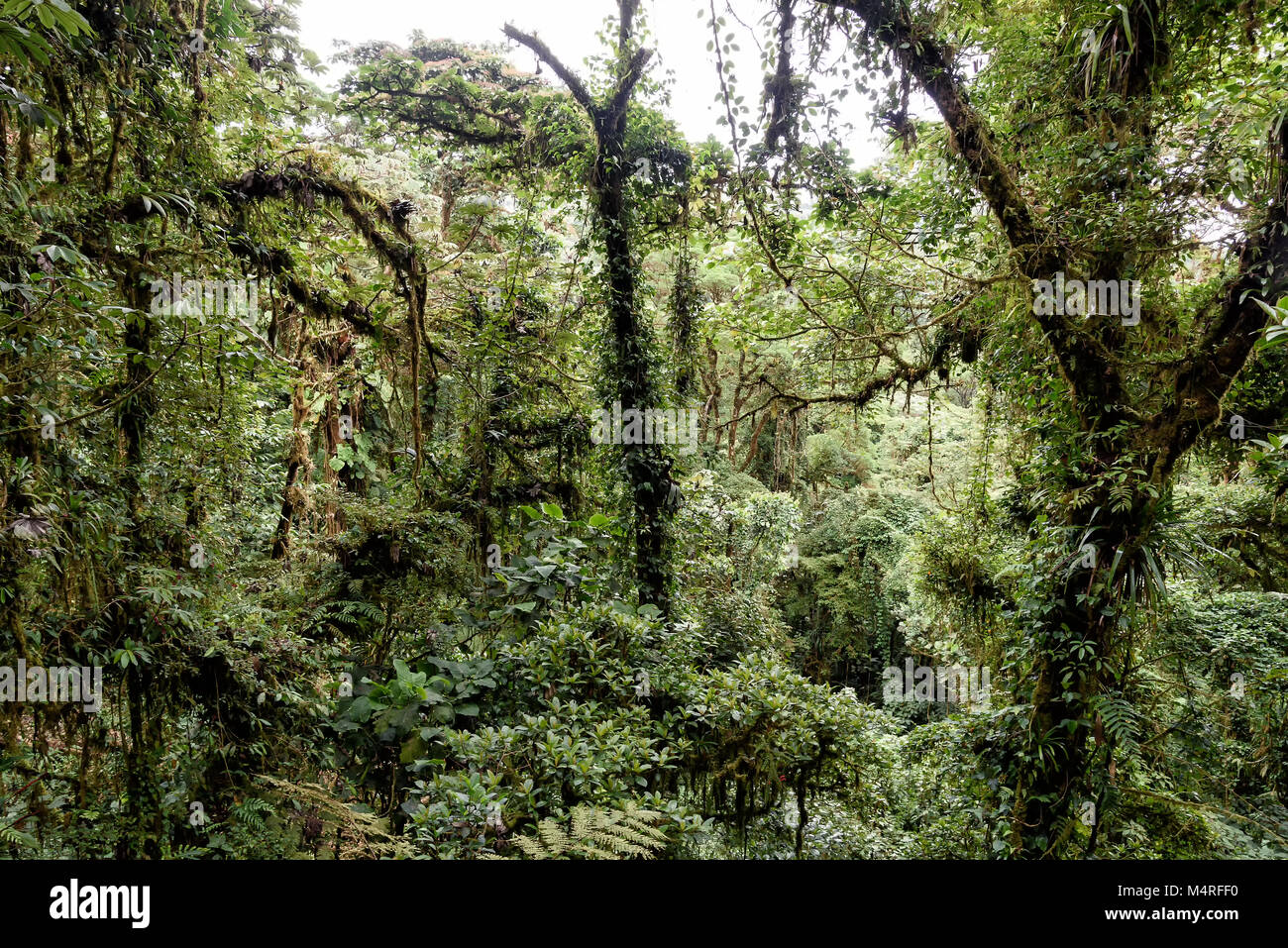 rainforest in Costa Rica, central america Stock Photo - Alamy