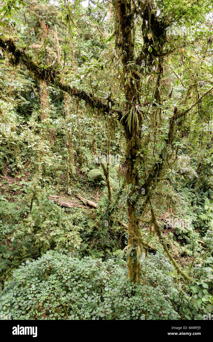 rainforest in Costa Rica, central america Stock Photo - Alamy