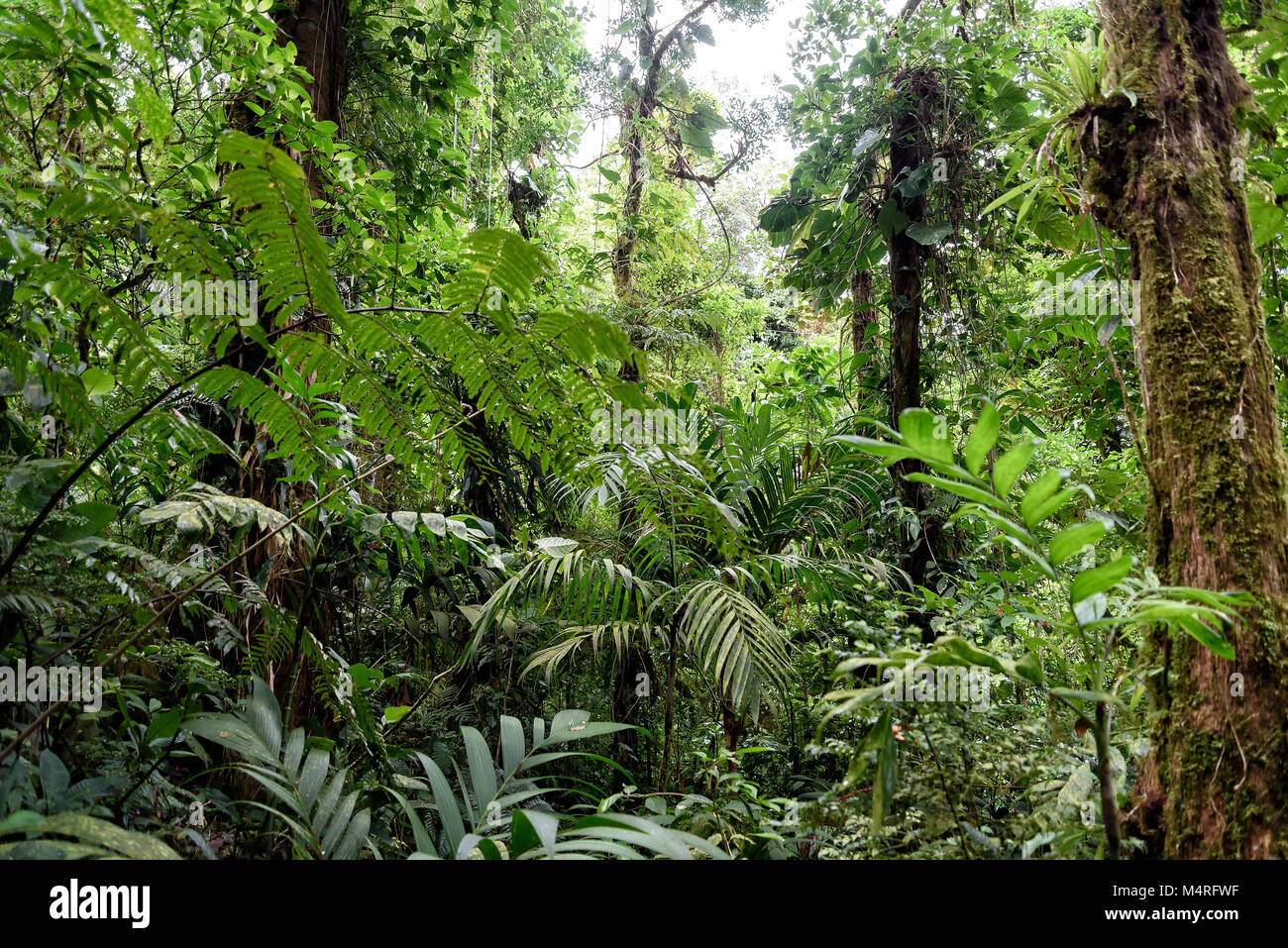 rainforest in Costa Rica, central america Stock Photo - Alamy