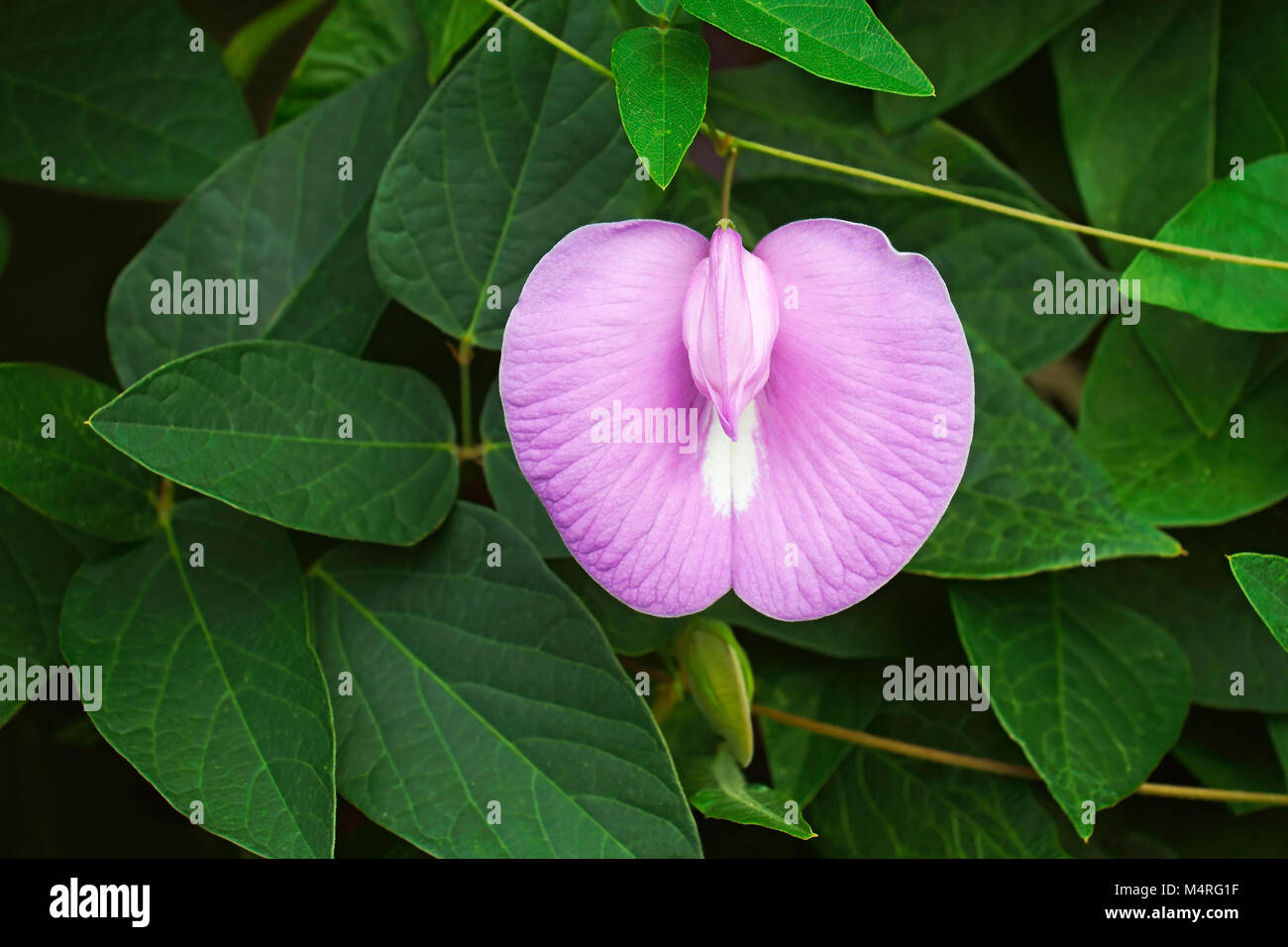 Spurred butterfly pea (Centrosema virginianum). Called Wild blue vine