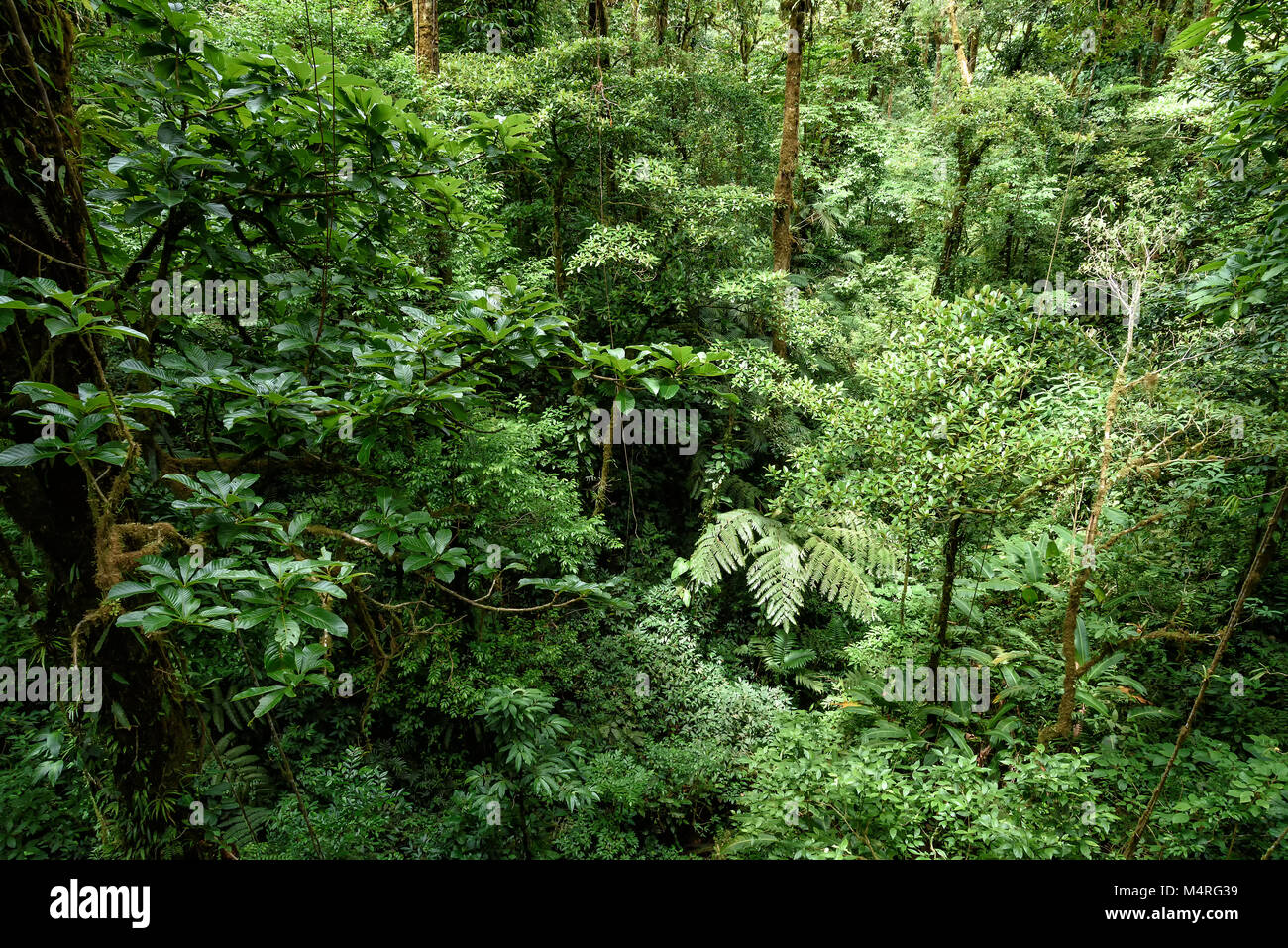 rainforest in Costa Rica, central america Stock Photo - Alamy