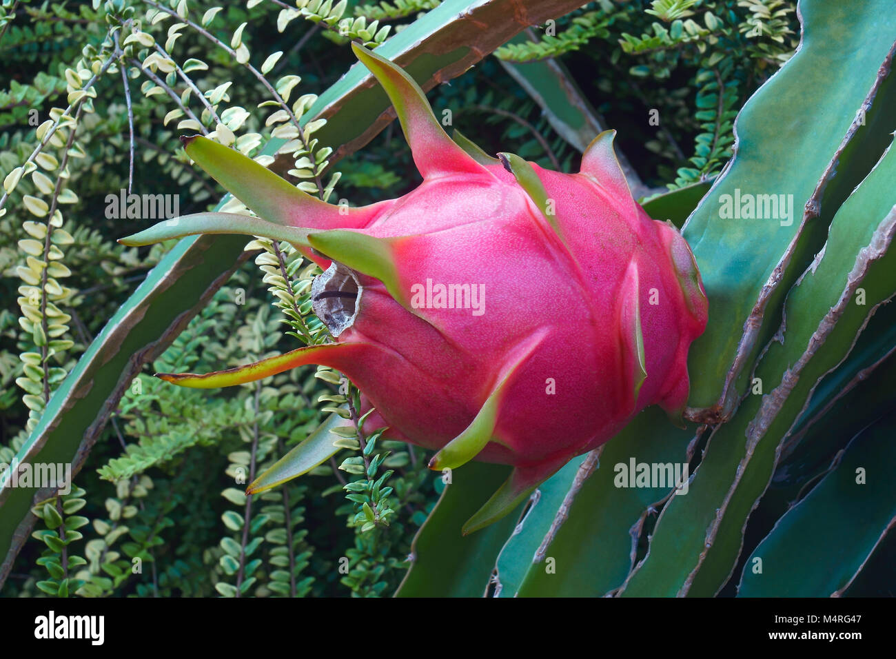 Dragon Fruit Fruit Of White Fleshed Pitahaya Hylocereus Undatus Stock Photo Alamy