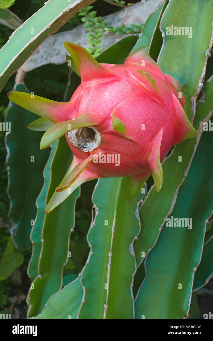 Dragon fruit. Fruit of white-fleshed pitahaya (Hylocereus undatus) Stock Photo