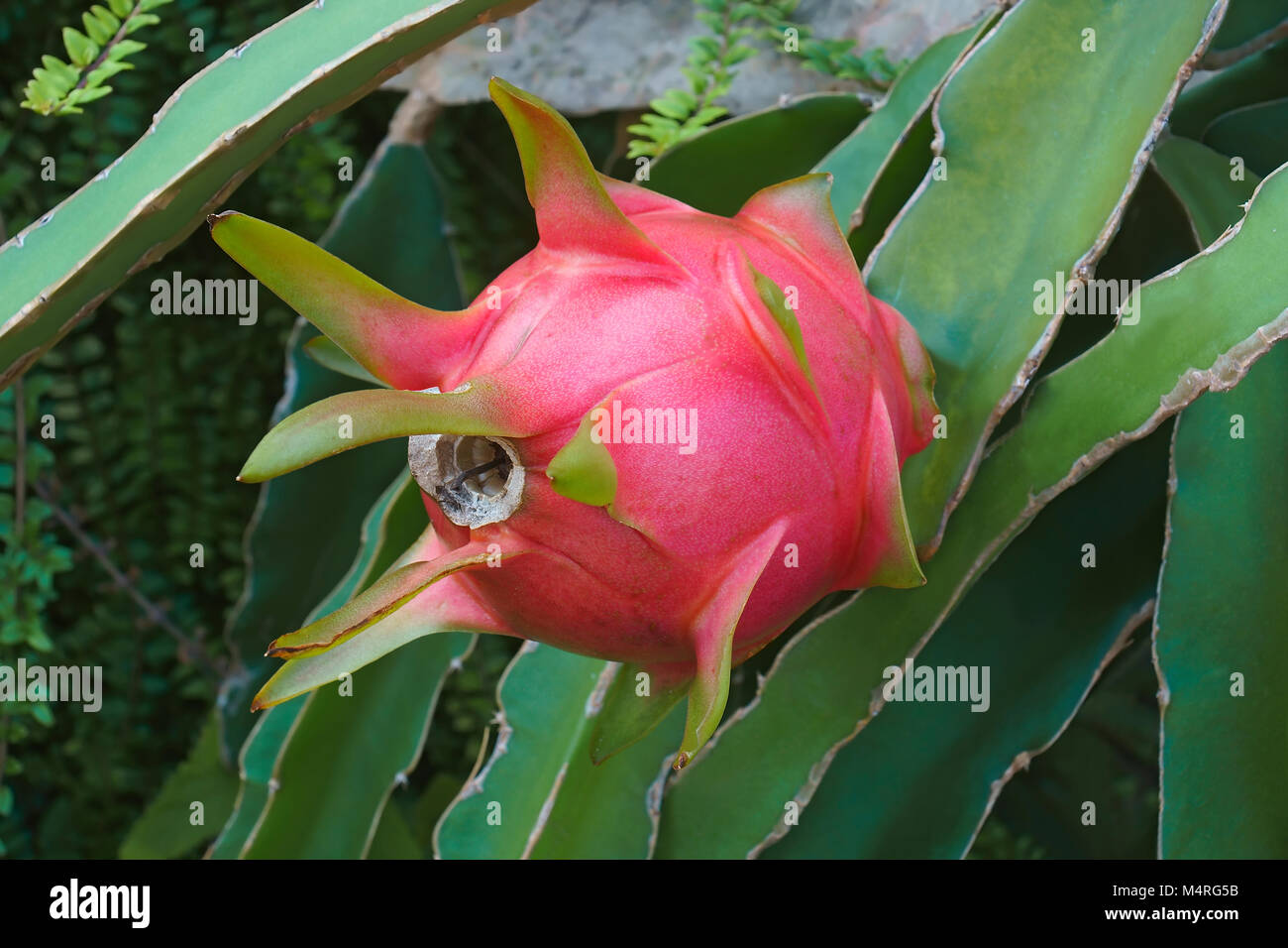 Dragon fruit. Fruit of white-fleshed pitahaya (Hylocereus undatus) Stock Photo