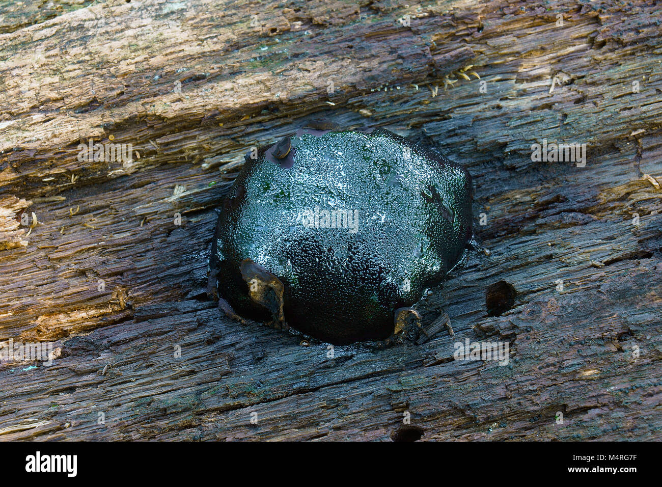 Elusive dog's nose fungus (Camarops petersii) Stock Photo