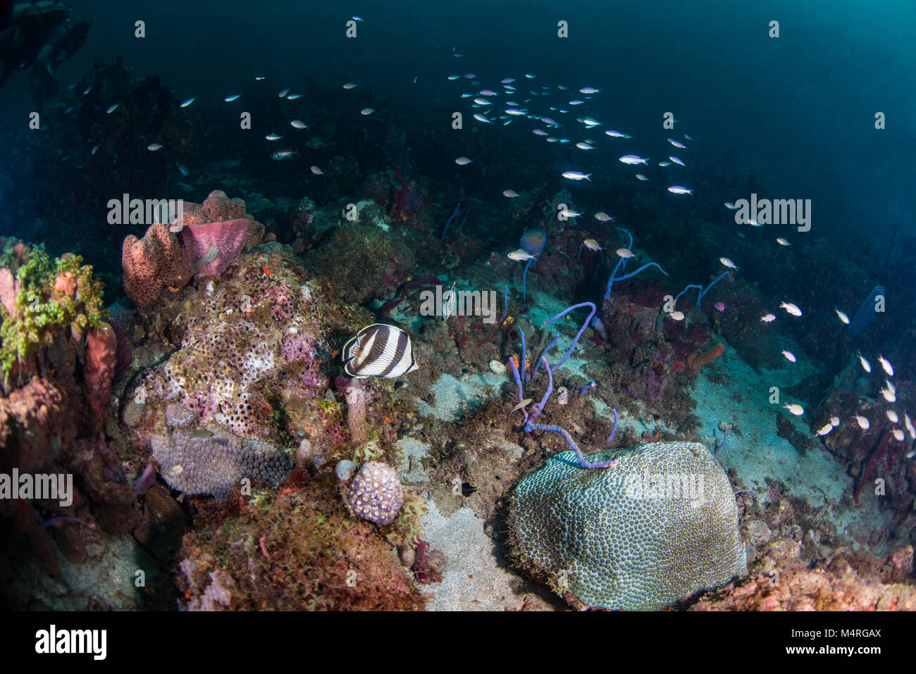 Four banded angel fish with brown chromis Stock Photo