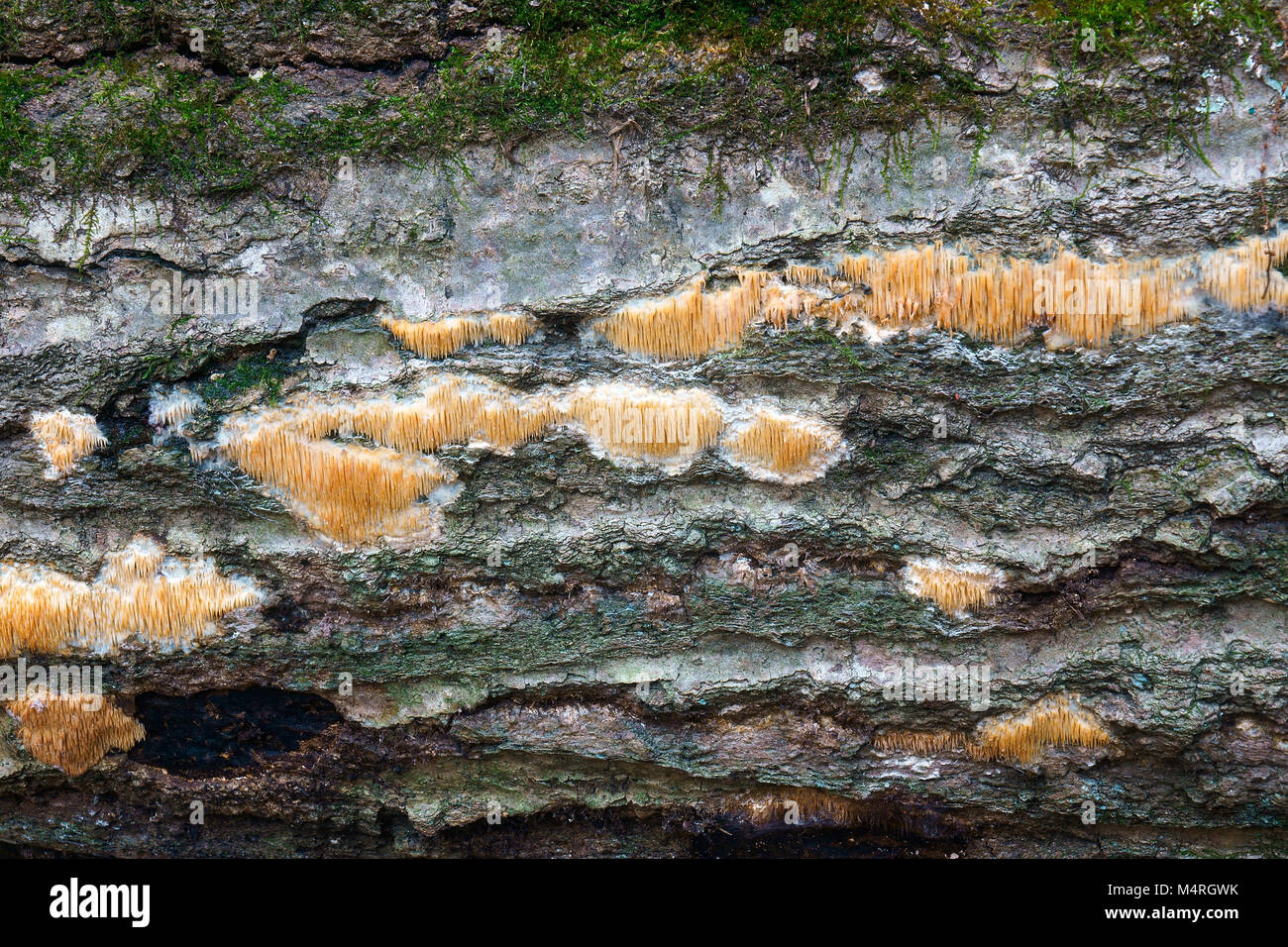 Ochre spreading tooth (Steccherinum ochraceum). Called Toothed crust fungus also Stock Photo