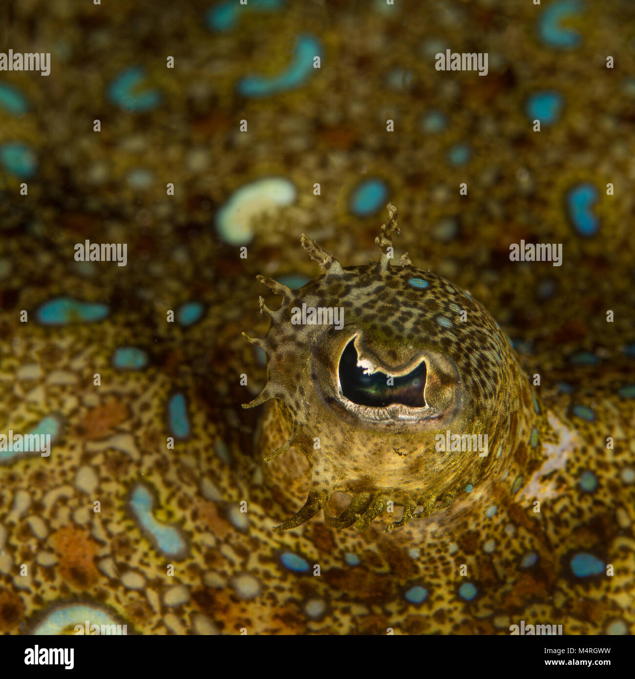 The eye of a flounder Stock Photo Alamy