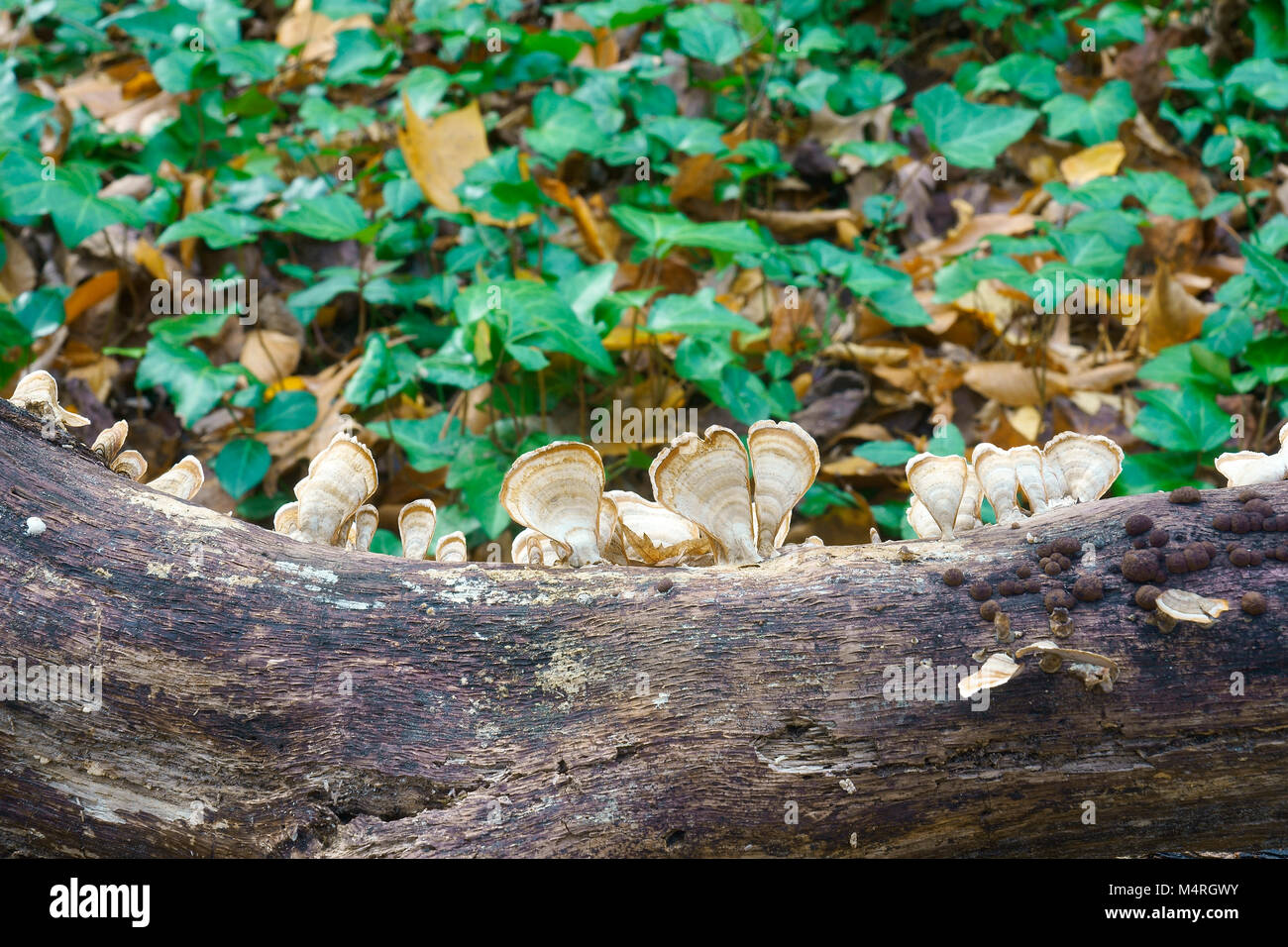 Silky parchement (Stereum striatum). Synonym: Stereum sericeum Stock Photo