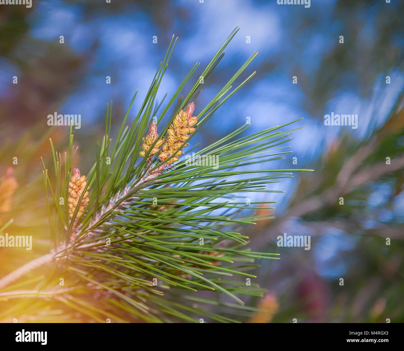 Needle shaped leaves hires stock photography and images Alamy