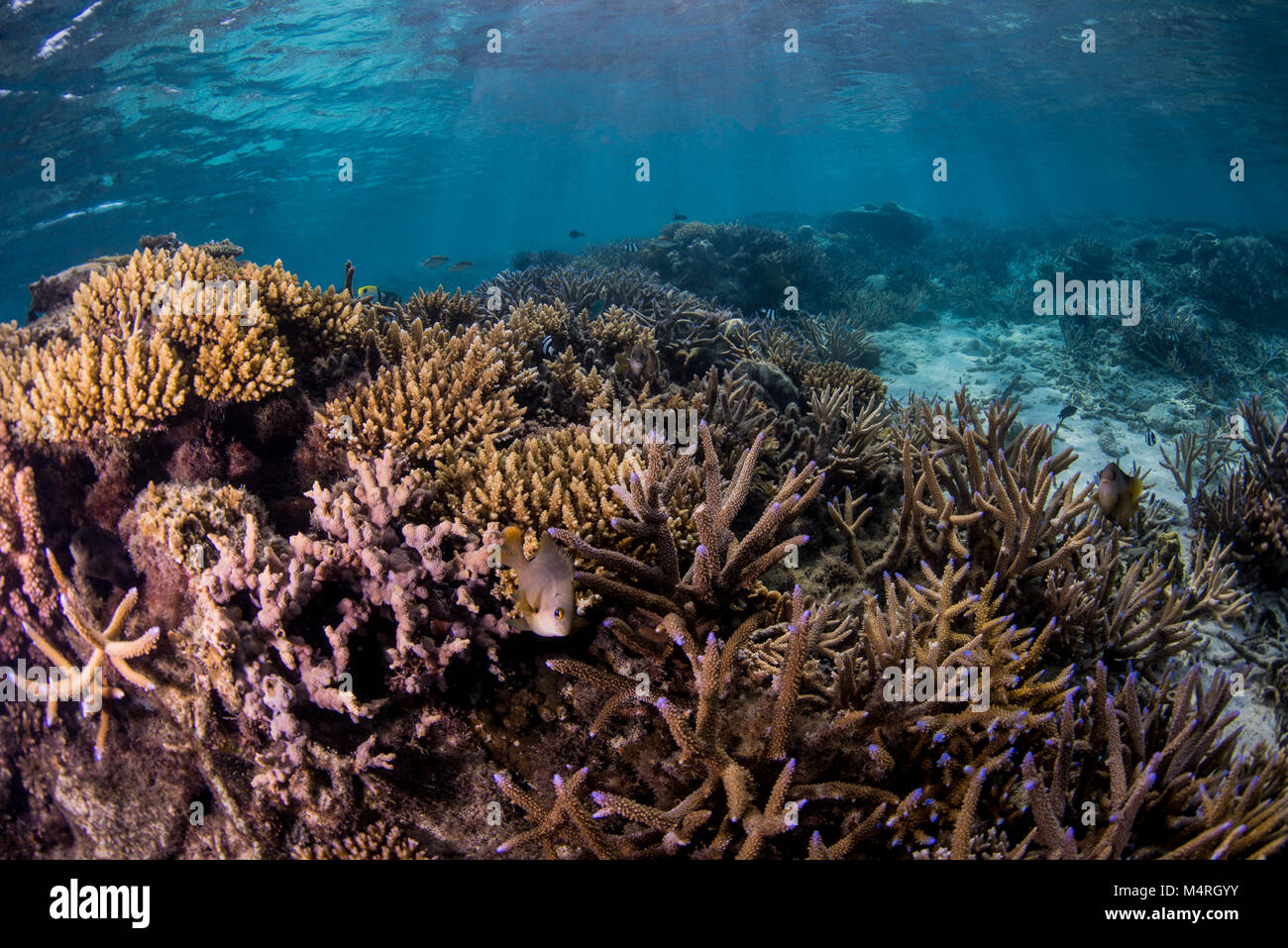 a variety of staghorn and other hard corals Stock Photo