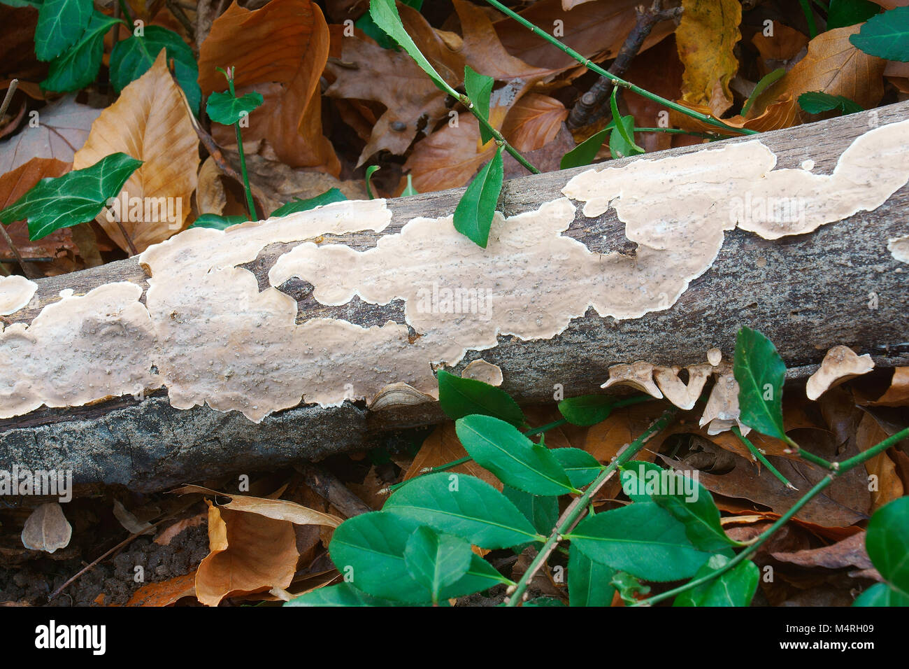 Silky parchement (Stereum striatum). Synonym: Stereum sericeum Stock Photo