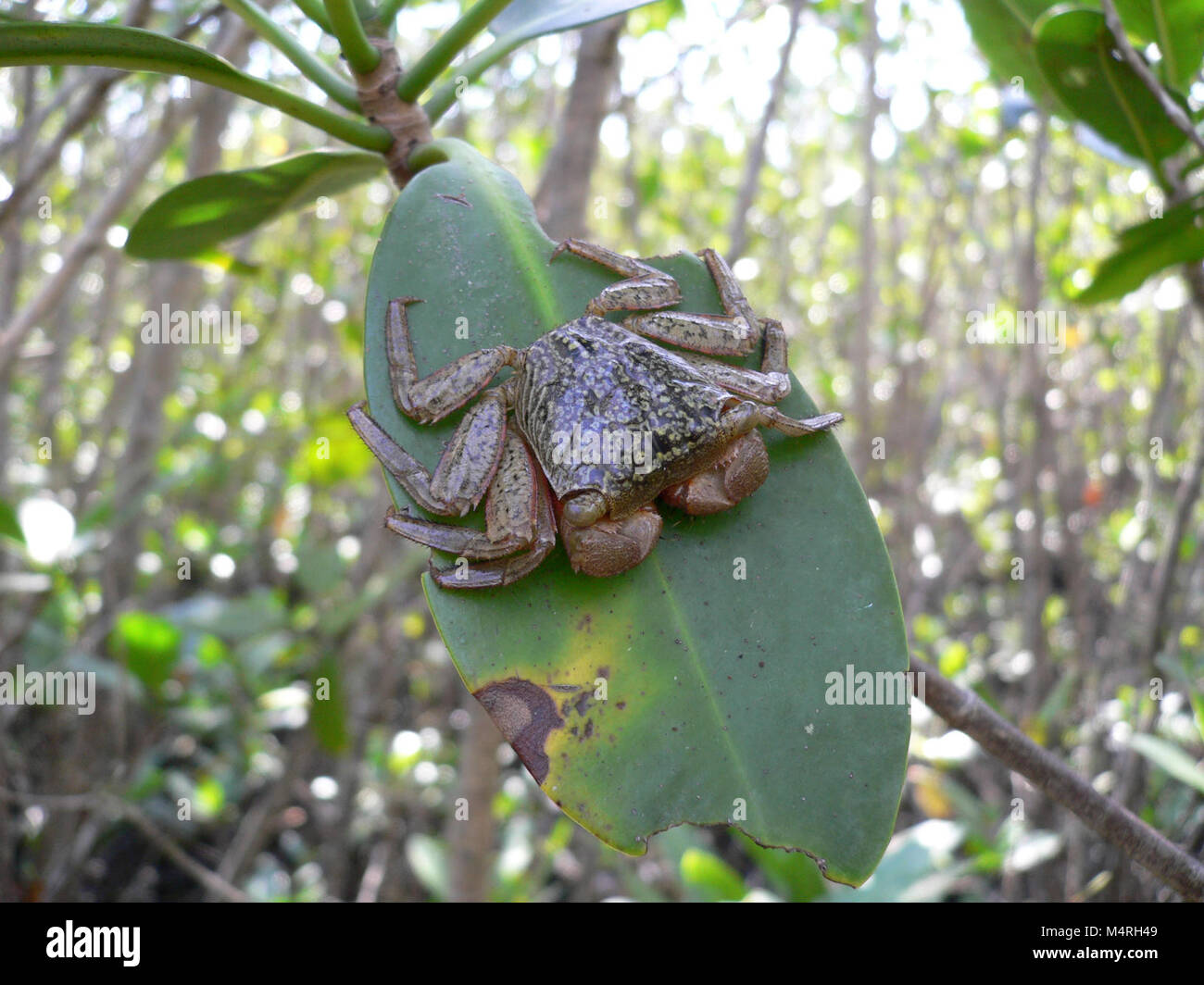 Mangrove Tree Crab Stock Photo Alamy