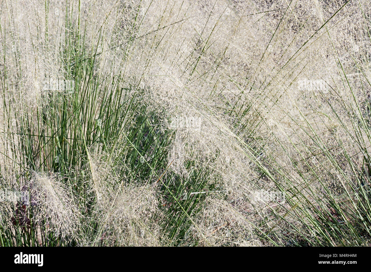 White Cloud muhly grass (Muhlenbergia capillaris White Cloud) Stock Photo