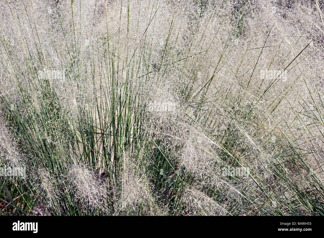 White Cloud muhly grass (Muhlenbergia capillaris White Cloud) Stock Photo