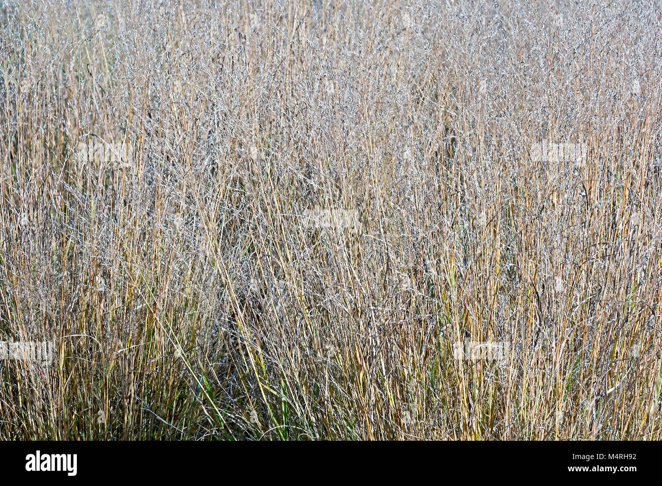 Shenandoah switch grass (Panicum virgatum Shenandoah) Stock Photo