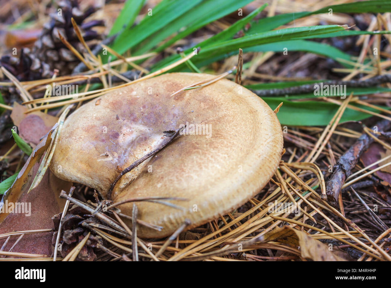 One of the poisonous mushrooms (Paxillus involutus), should not be taken Stock Photo