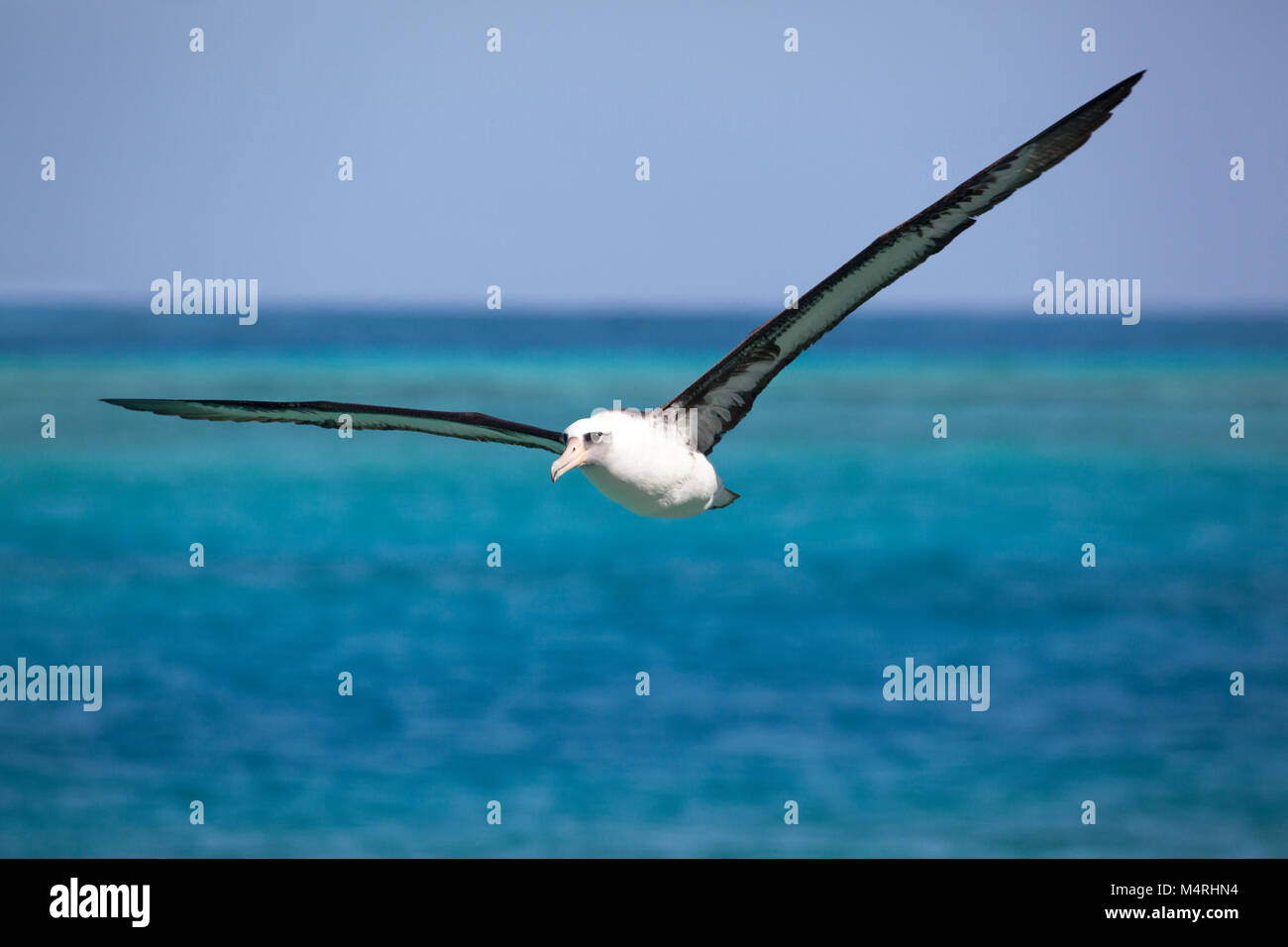 Laysan Albatross flying above Midway Atoll lagoon in the north Pacific Ocean with wings outstretched. (Phoebastria immutabilis) Stock Photo