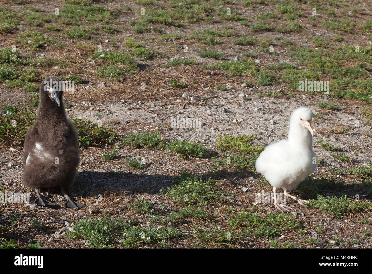 Laysan Albatross brown chick beside white leucistic chick lacking the normal pigmentation on Midway Atoll. Phoebastria immutabilis Stock Photo