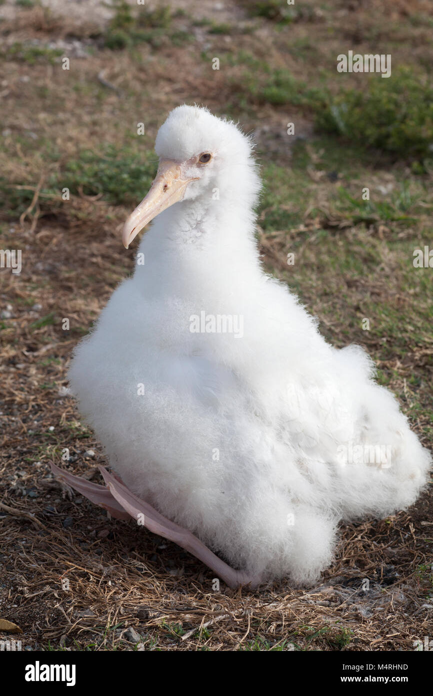 Leucistic white Laysan Albatross chick cools by sitting with back to sun, webbed feet are in shadow and raised off ground to dissipate heat Stock Photo