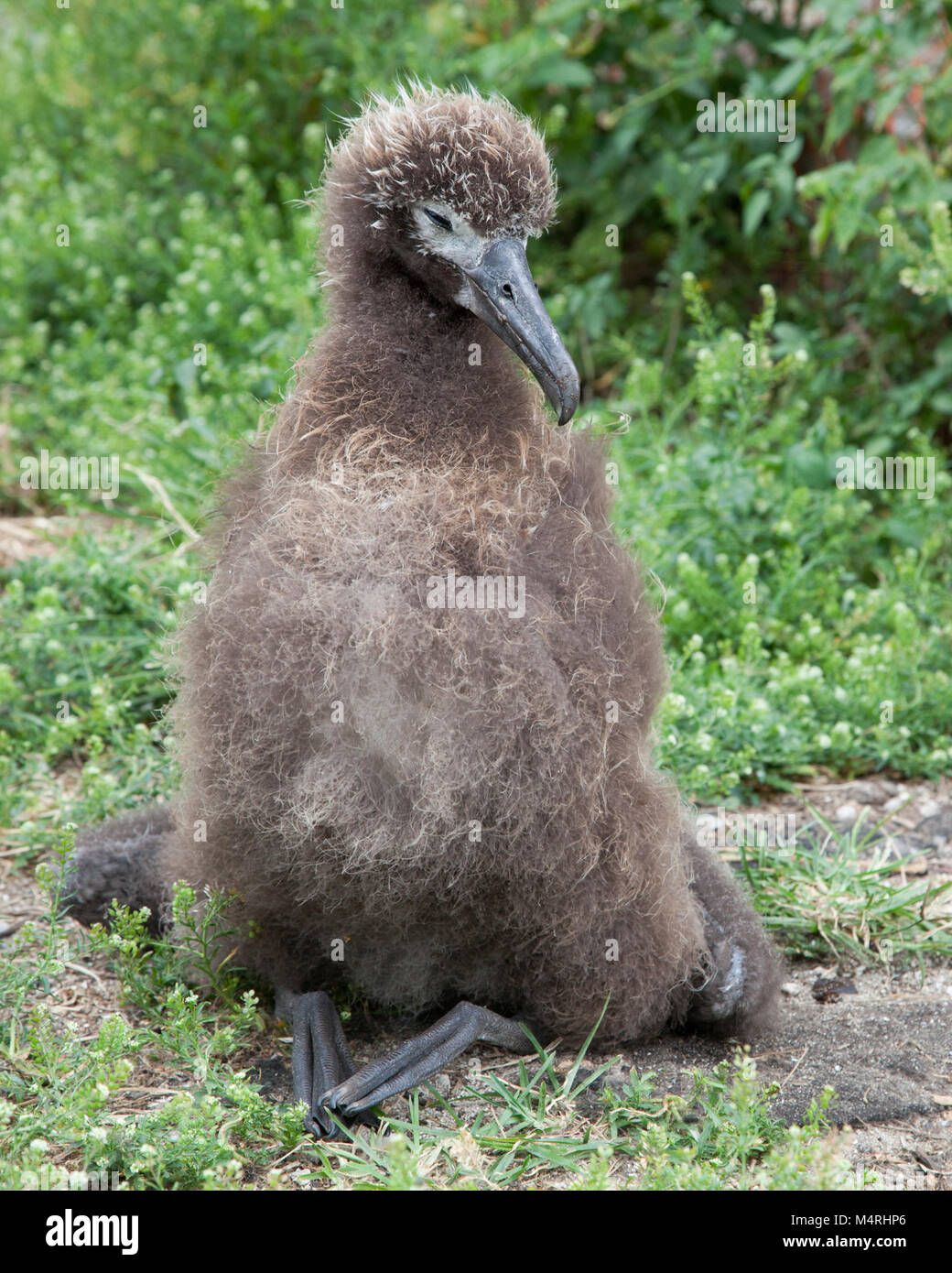 Laysan Albatross chick with droop wing, a neurological disorder caused by ingestion of lead in paint chips from an abandoned building Stock Photo