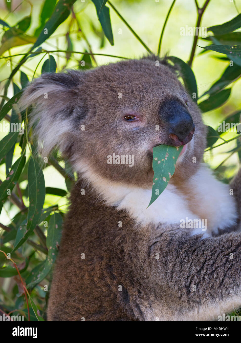 The koala Phascolarctos cinereus or inaccurately called koala bear eating leaves Stock Photo