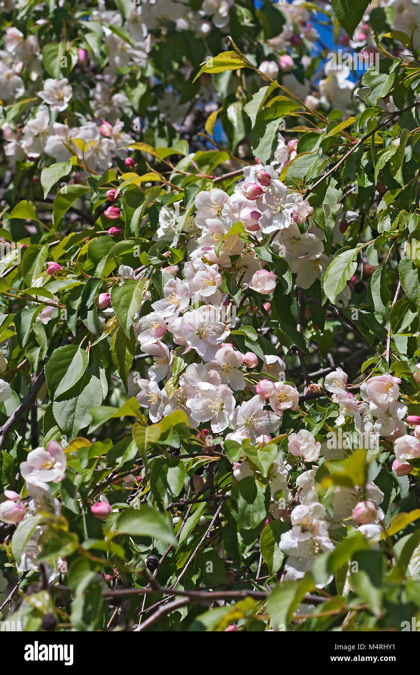 Red Jade weeping crabapple (Malus x sheidekeri Red Jade Stock Photo - Alamy
