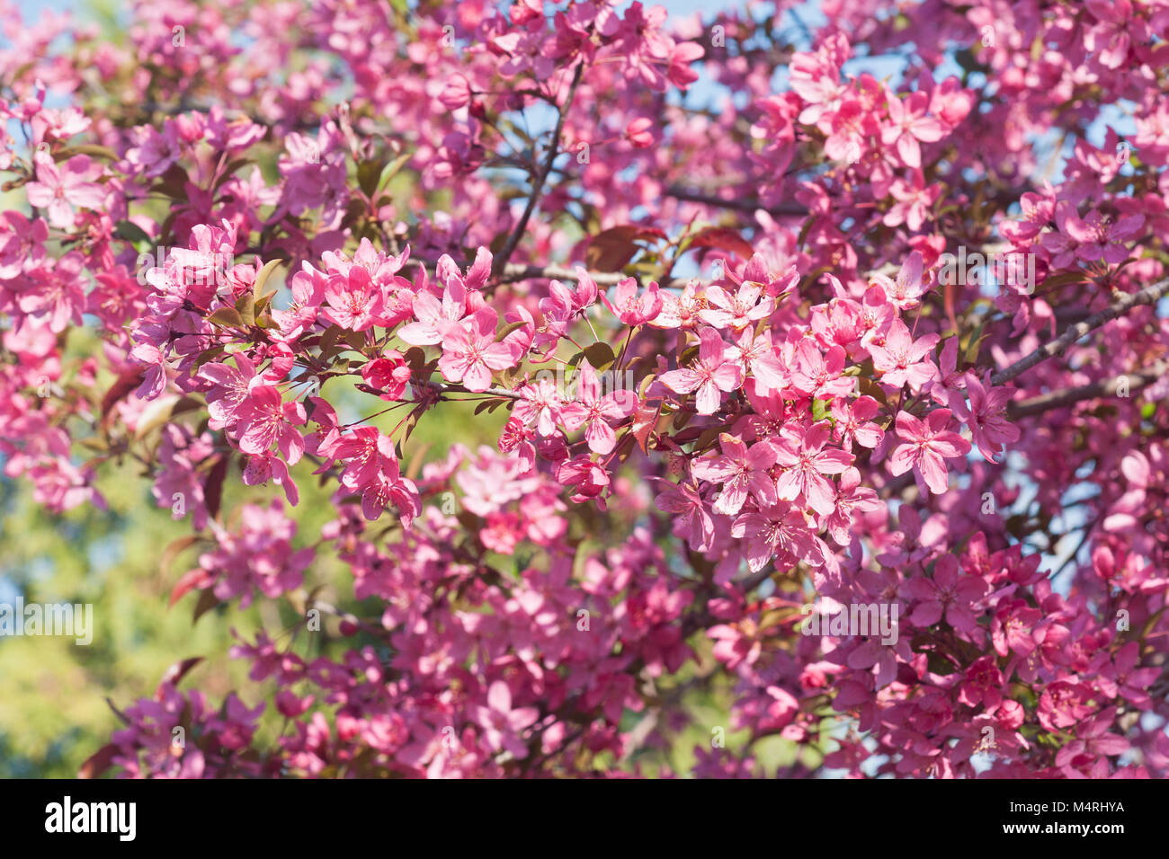 Prairifire flowering crabapple (Malus x Prairifire Stock Photo Alamy