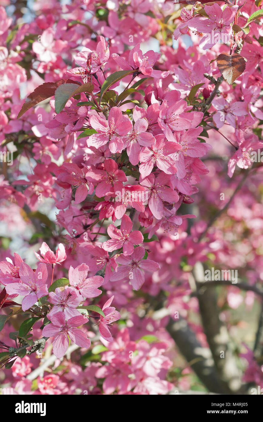 Prairifire flowering crabapple (Malus x Prairifire Stock Photo Alamy