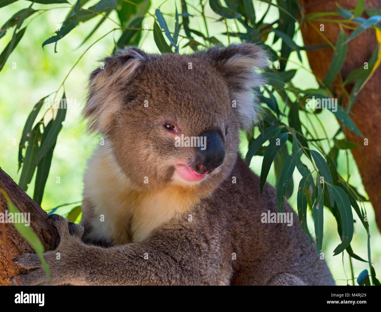 The koala Phascolarctos cinereus or inaccurately called koala bear eating leaves Stock Photo