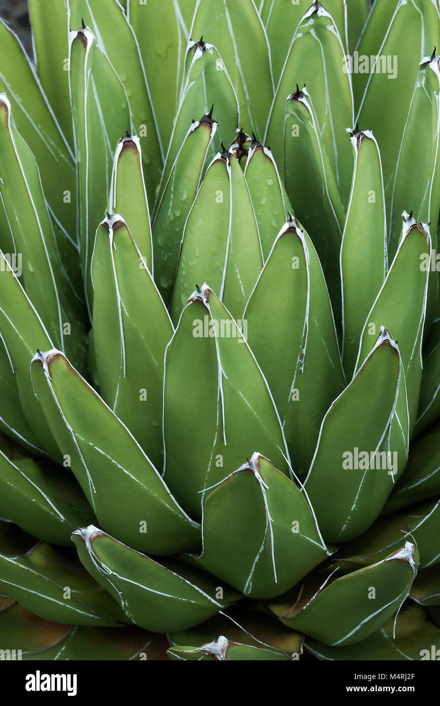Queen Victoria agave (Agave victoriae-reginae). Called Royal agave also Stock Photo