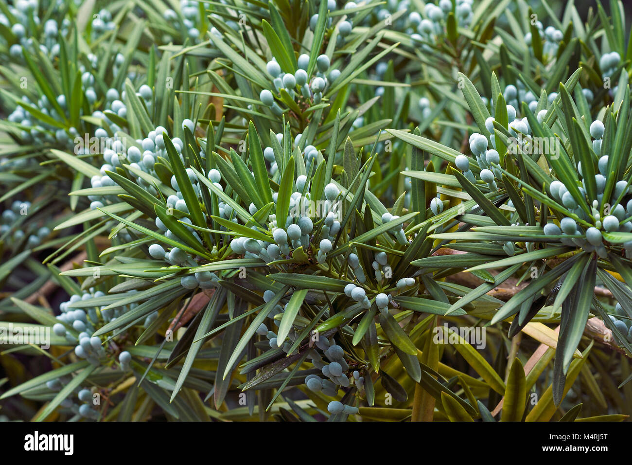 Yew plum pine (Podocarpus macrophyllus). Called Buddhist pine, yew pine and Fern pine also Stock Photo