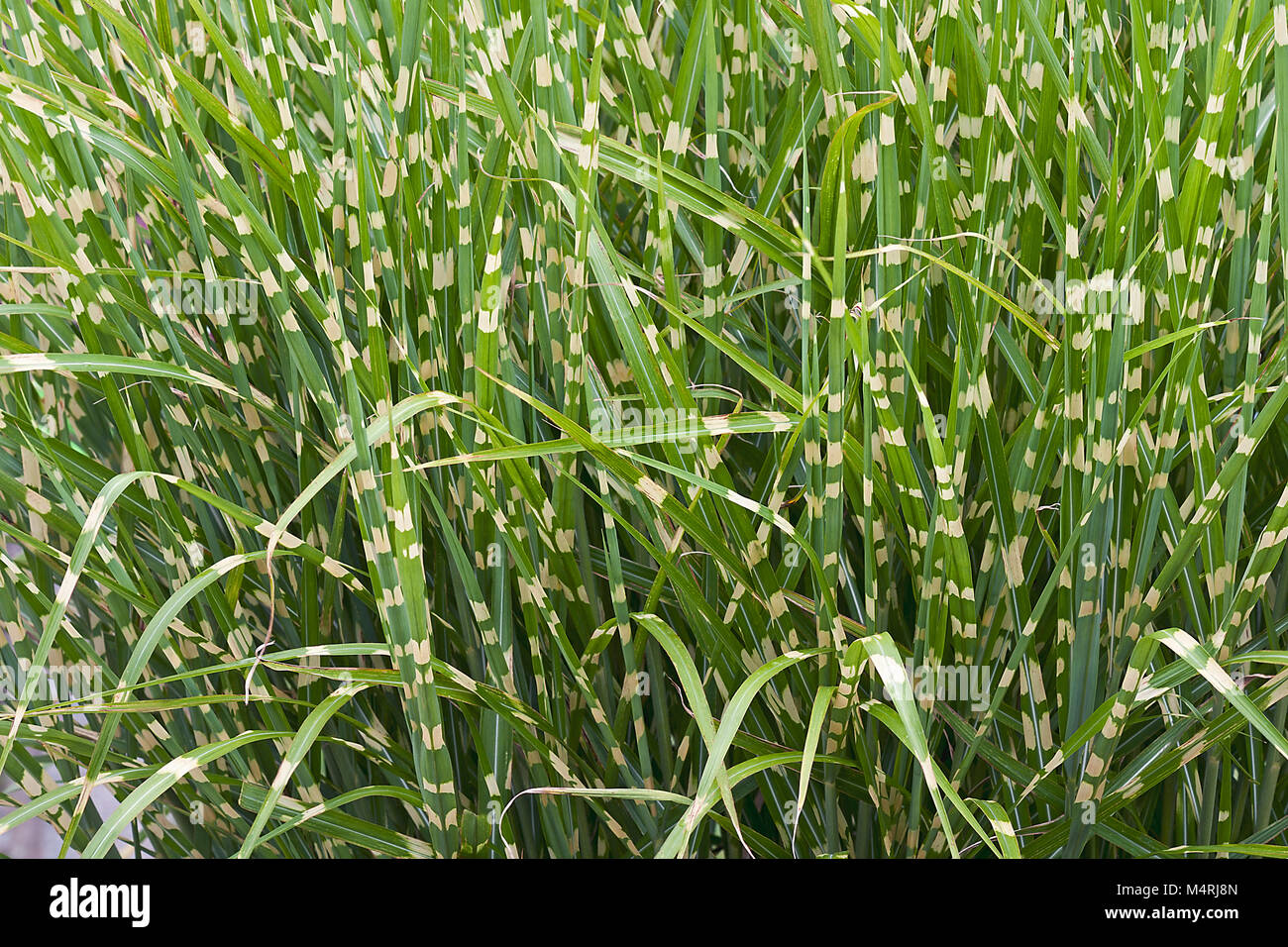 Porcupine grass (Miscanthus sinensis Strictus). Called Zebra grass also Stock Photo