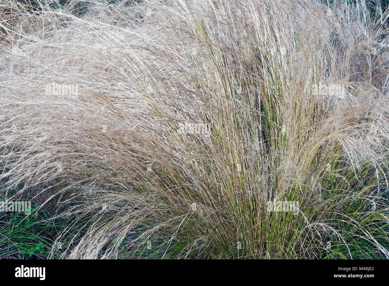 Mexican feathergrass (Nassella tenuissima). Called Finestem needlegrass, Fineleaved nassella  and Argentine needle-grass Stock Photo