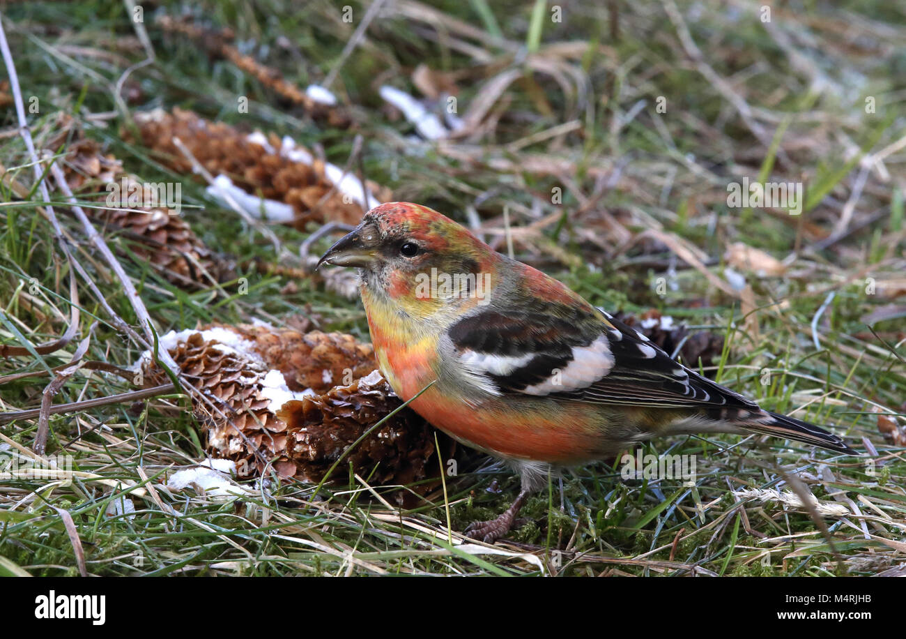 Two-barred crossbill, White-winged crossbill, eating on Spruce cone Stock Photo