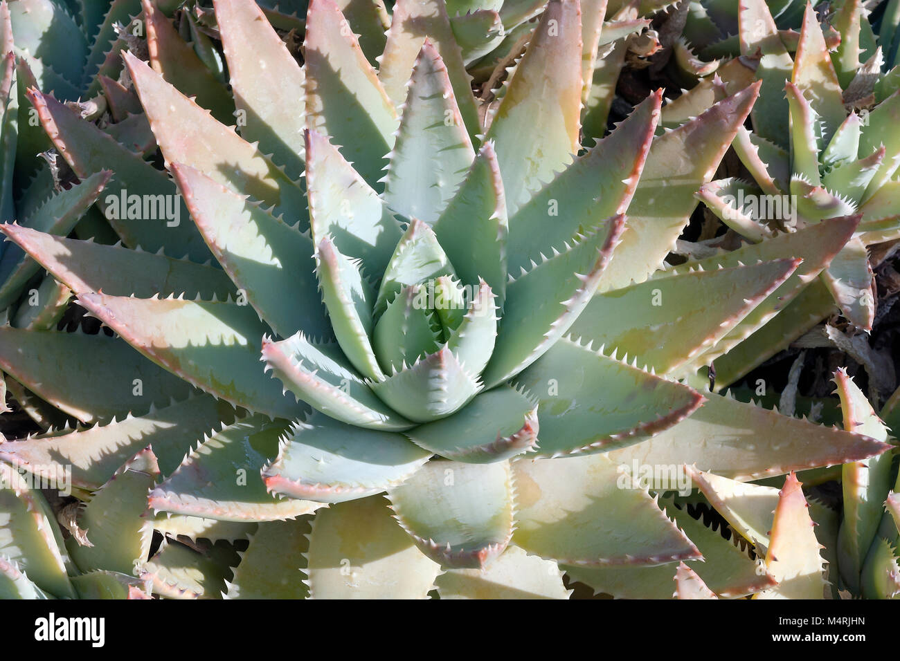 Short-leaved aloe (Aloe brevifolia). Known as Kleinaalwyn also Stock Photo