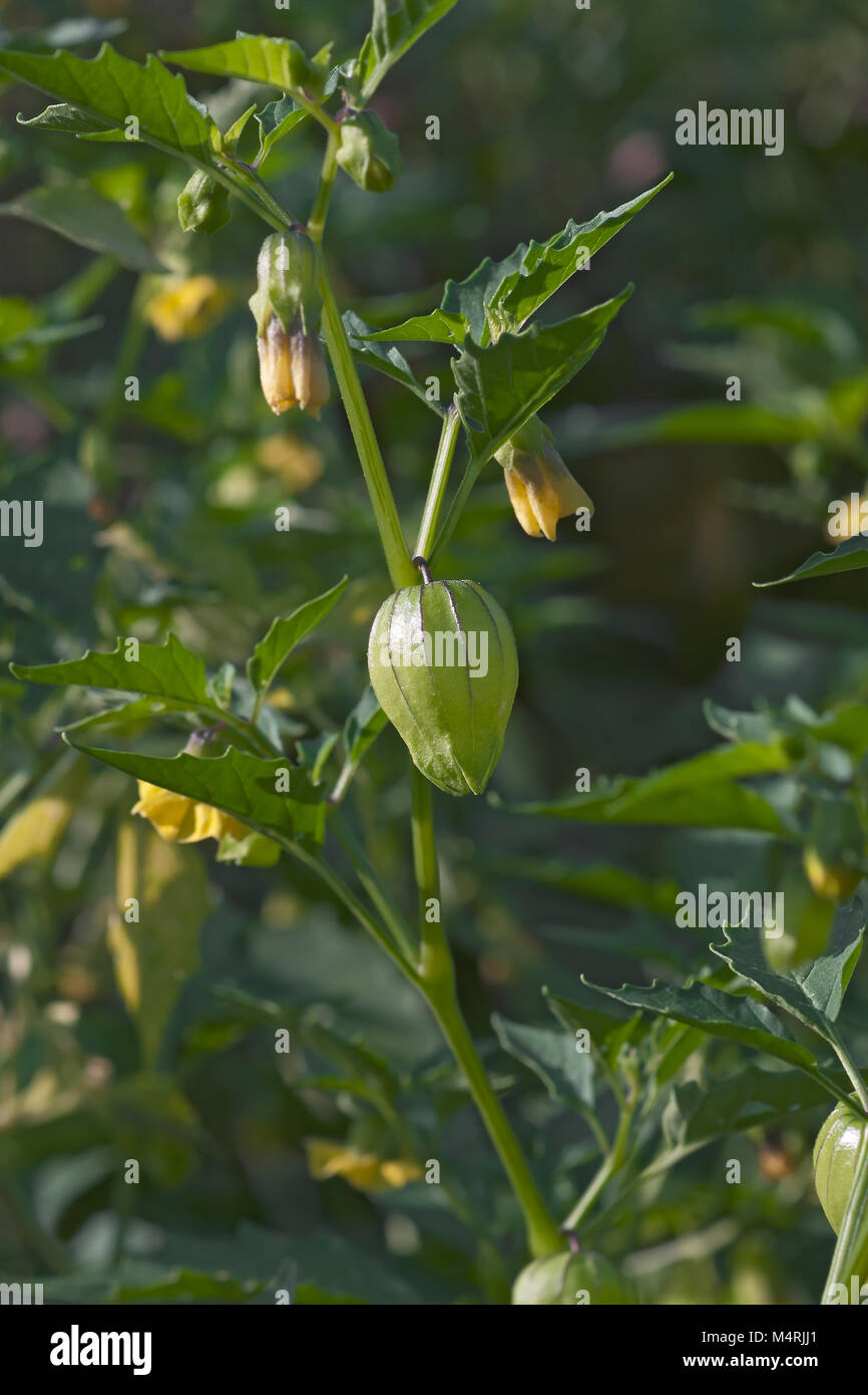 Tomatillo (Physalis philadelphica). Called Mexican husk tomato also Stock Photo