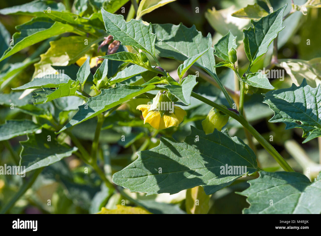 Tomatillo (Physalis philadelphica). Called Mexican husk tomato also Stock Photo