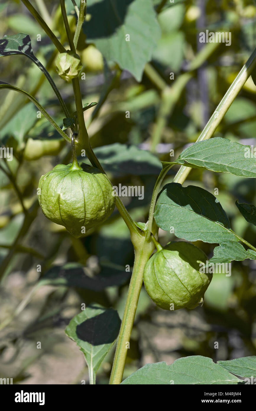 Mexican husk tomato hires stock photography and images Alamy