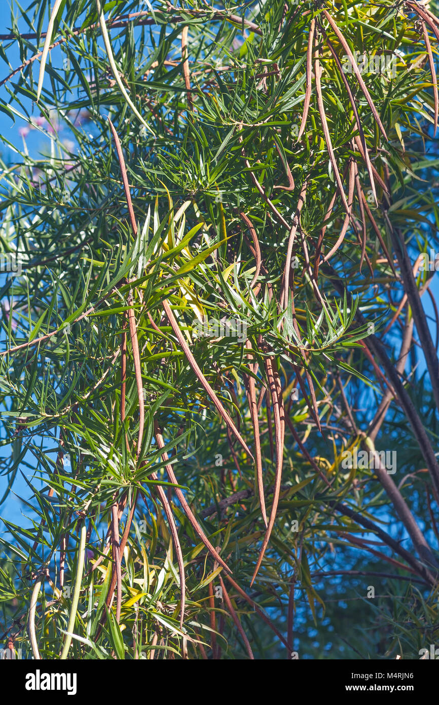 30 Semi Di Balsamo Del Deserto (Chilopsis Linearis) - Albero Ornamentale Con Fiori Viola, Resistente, Zona 7-9 - 5
