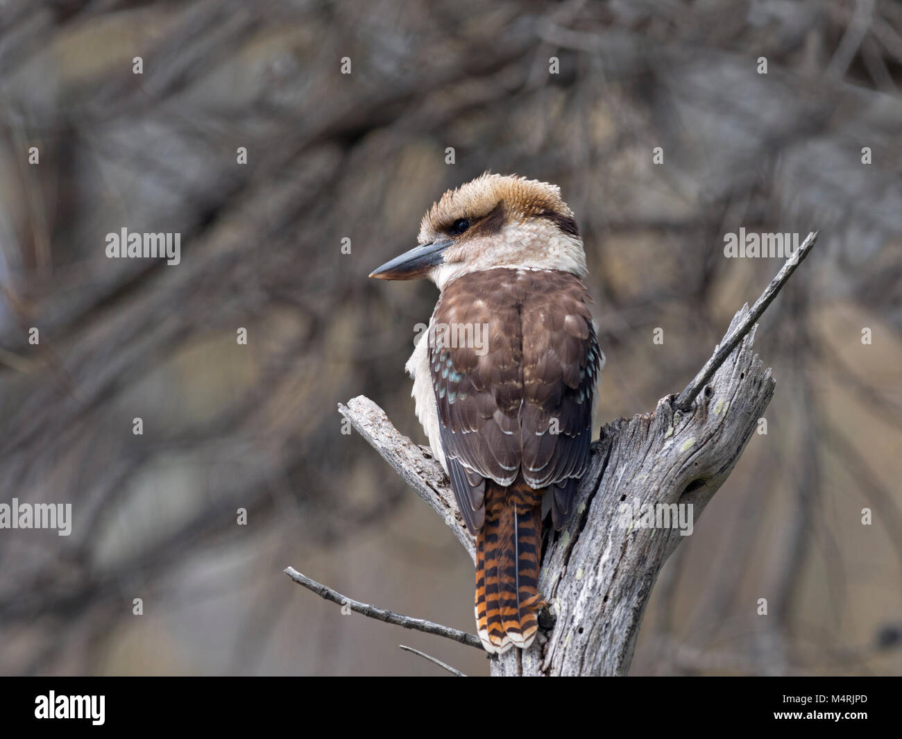 Kookaburra Dacelo novaeguineae also known as  Laughing kookaburra or Laughing jackass waiting for prey Stock Photo