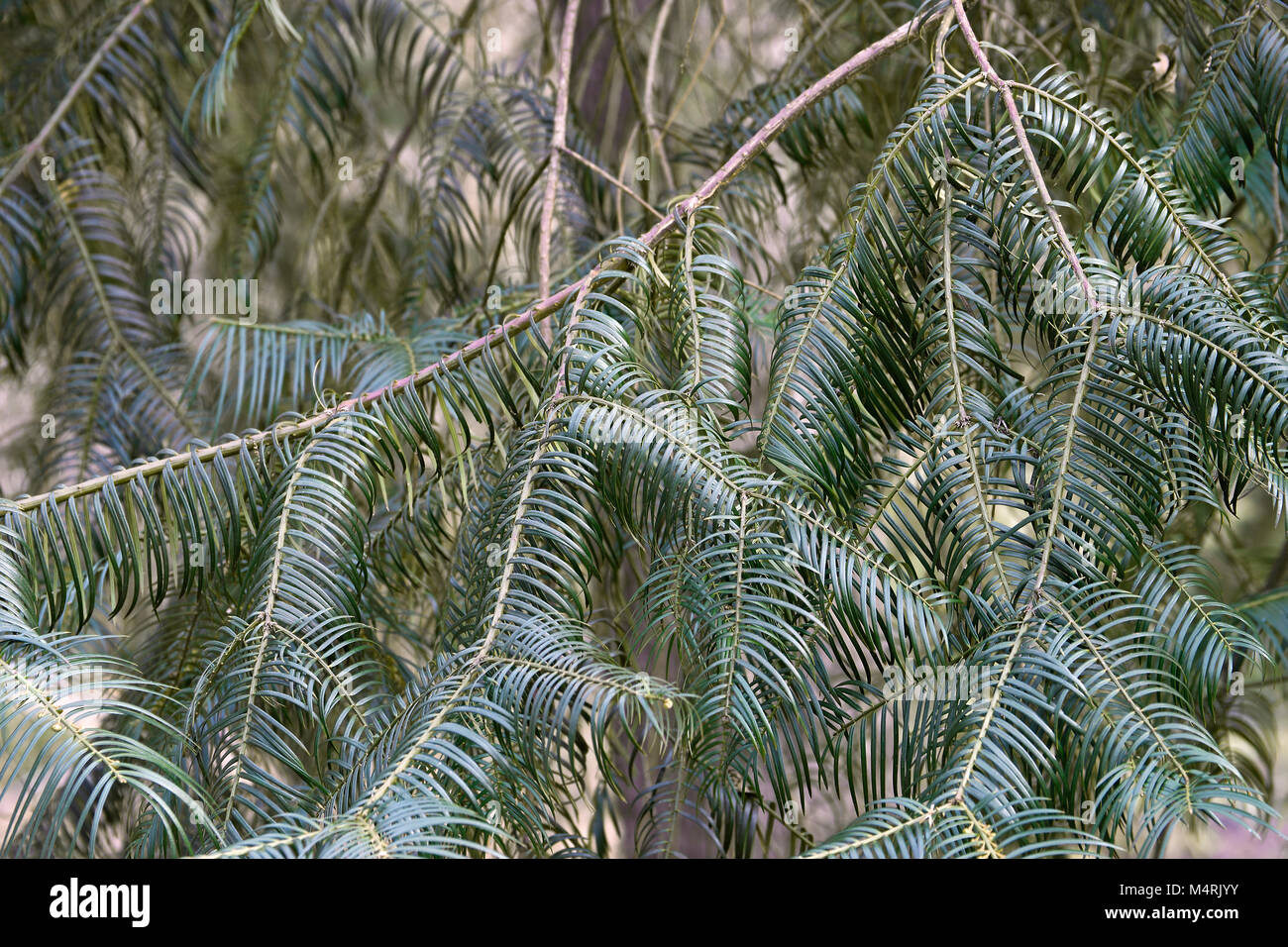 Chinese plum yew (Cephalotaxus fortunei). Called Plum yew and Chinese cowtail pine also Stock Photo