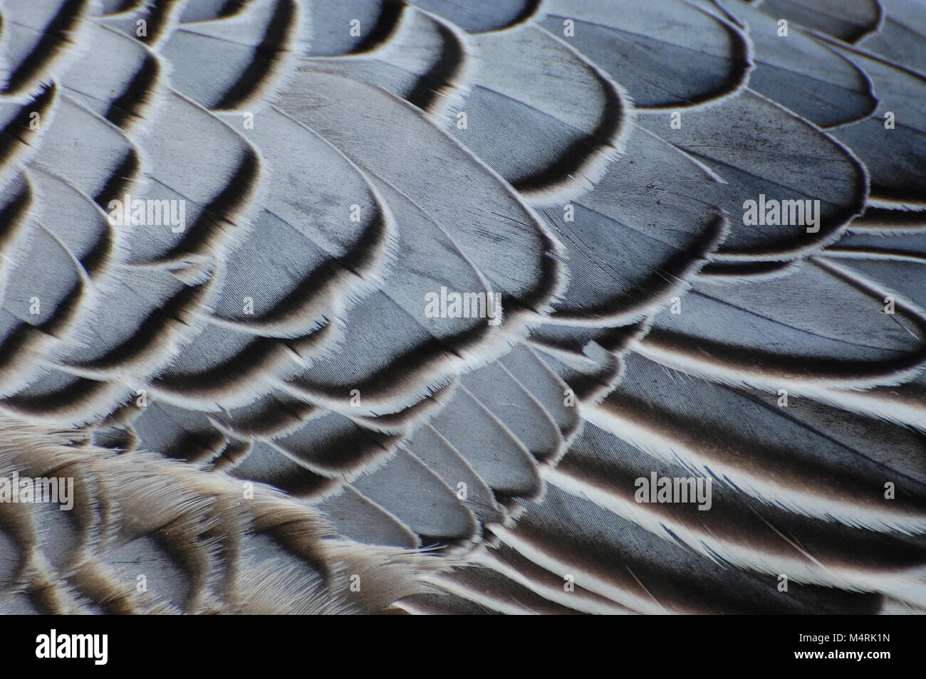 Close up goose feathers hi-res stock photography and images - Alamy