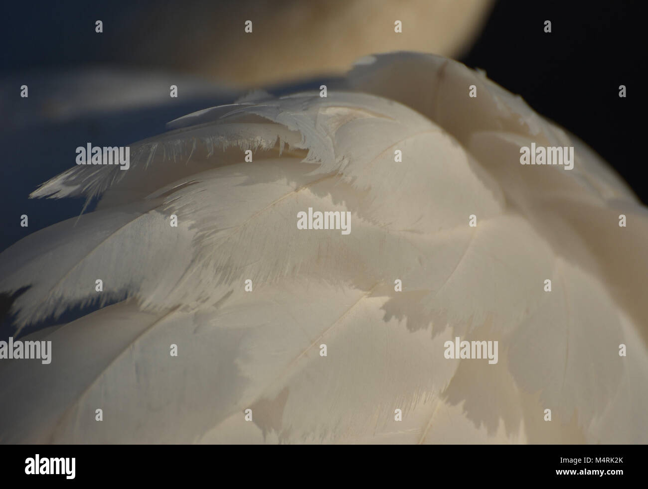 close up swan feathers, white feathers Stock Photo
