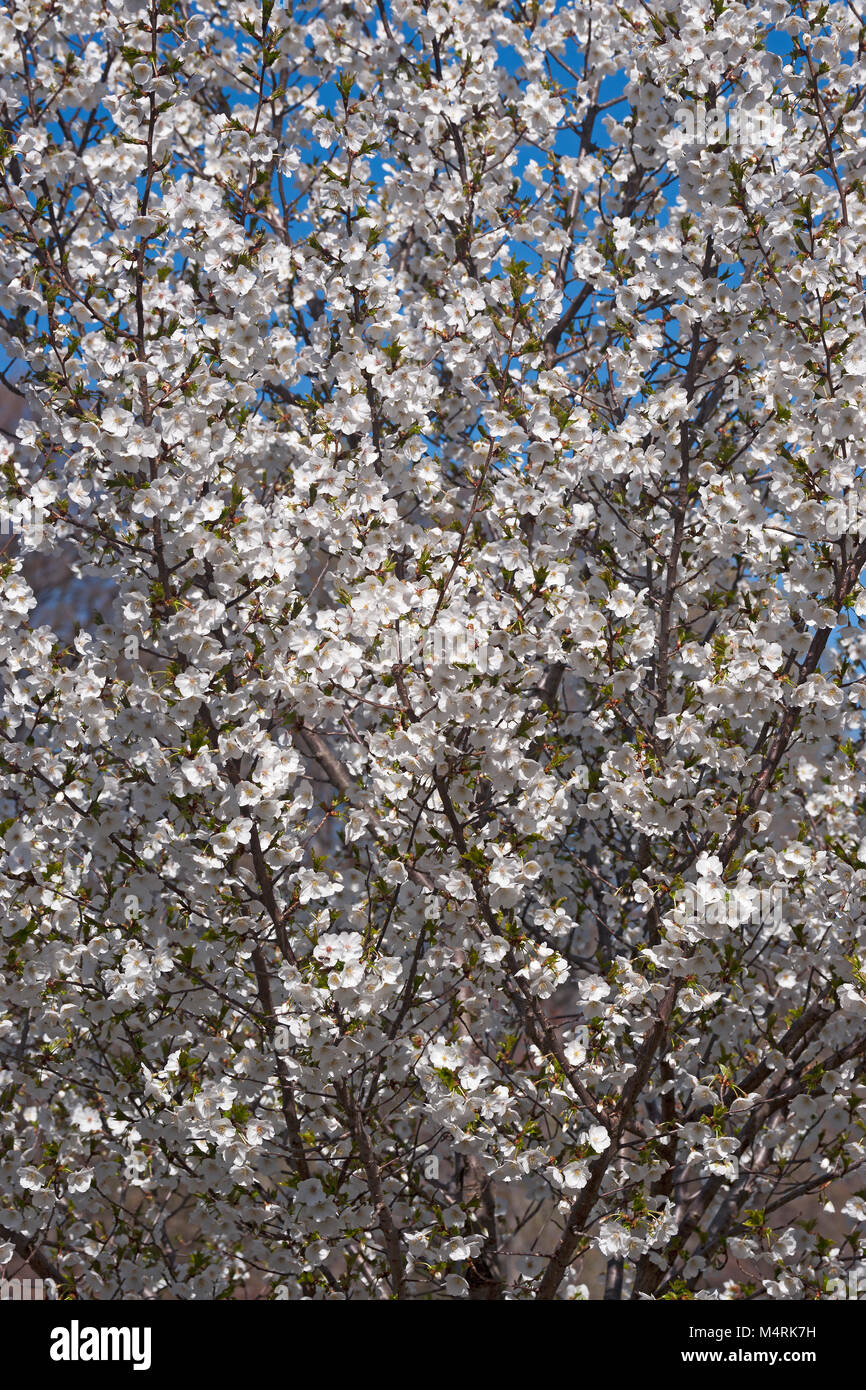 Snow Goose Japanese flowering cherry (Prunus serrulata Snow Goose Stock