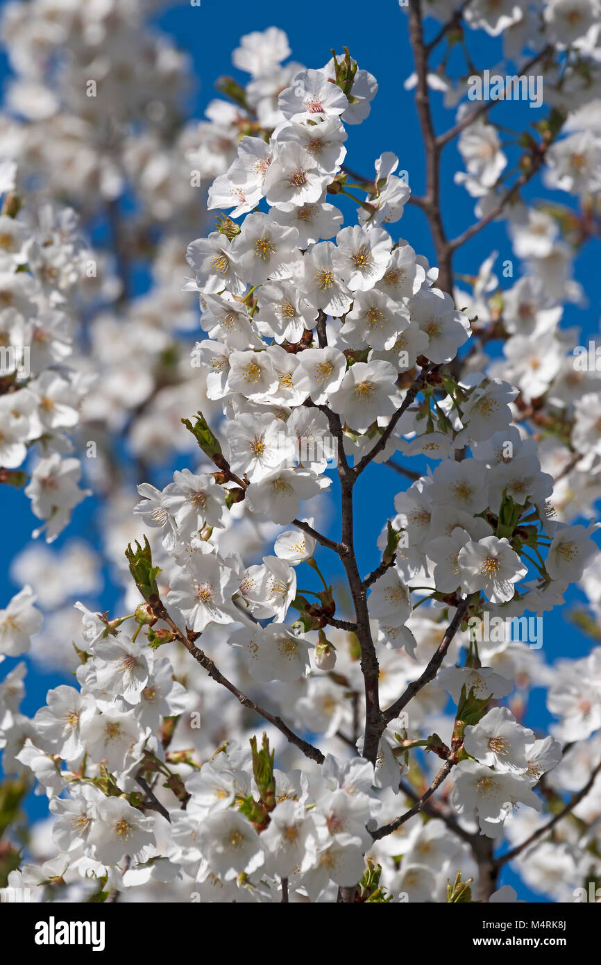Snow Goose Japanese flowering cherry (Prunus serrulata Snow Goose Stock
