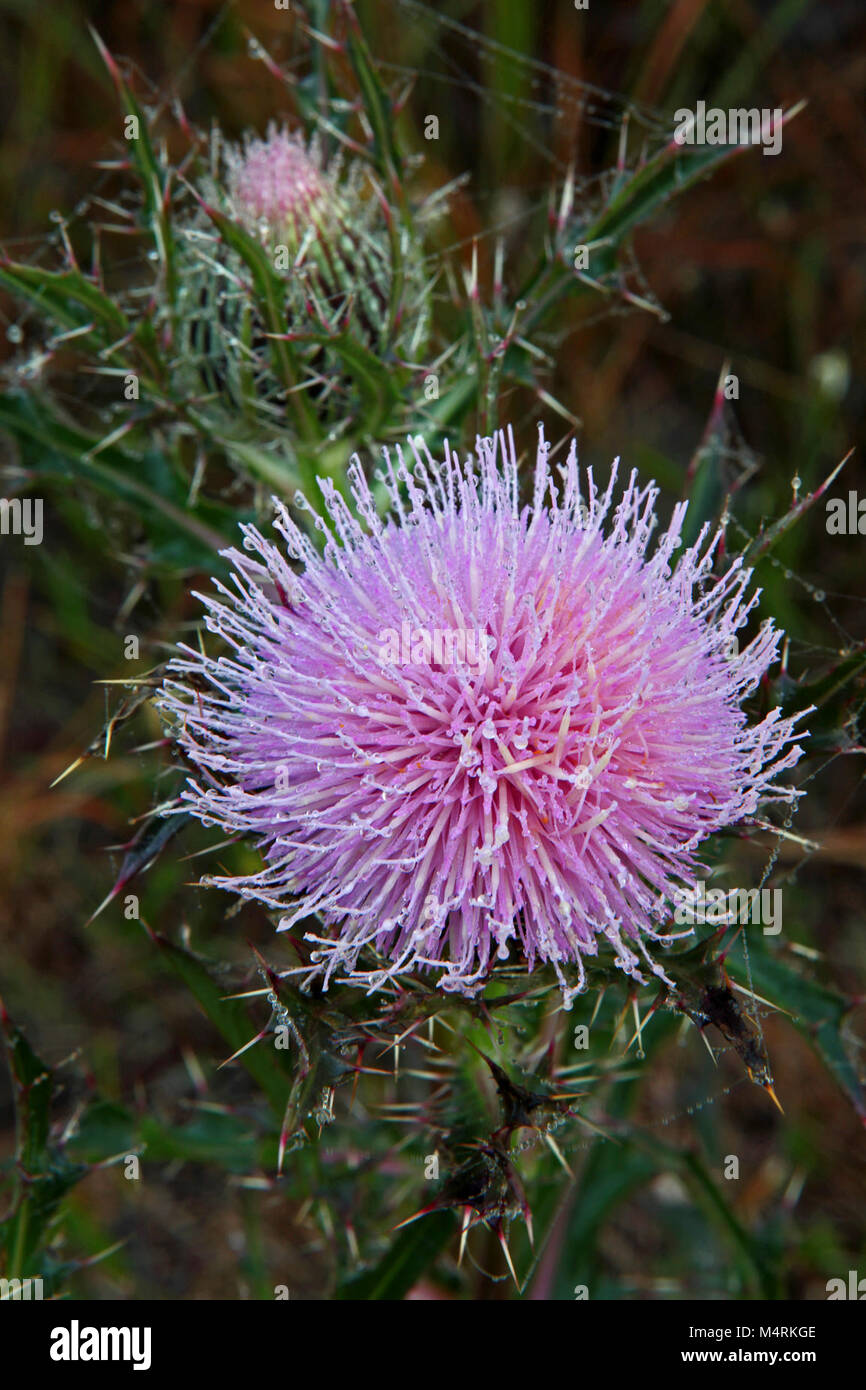 Purple Thistle Stock Photo - Alamy