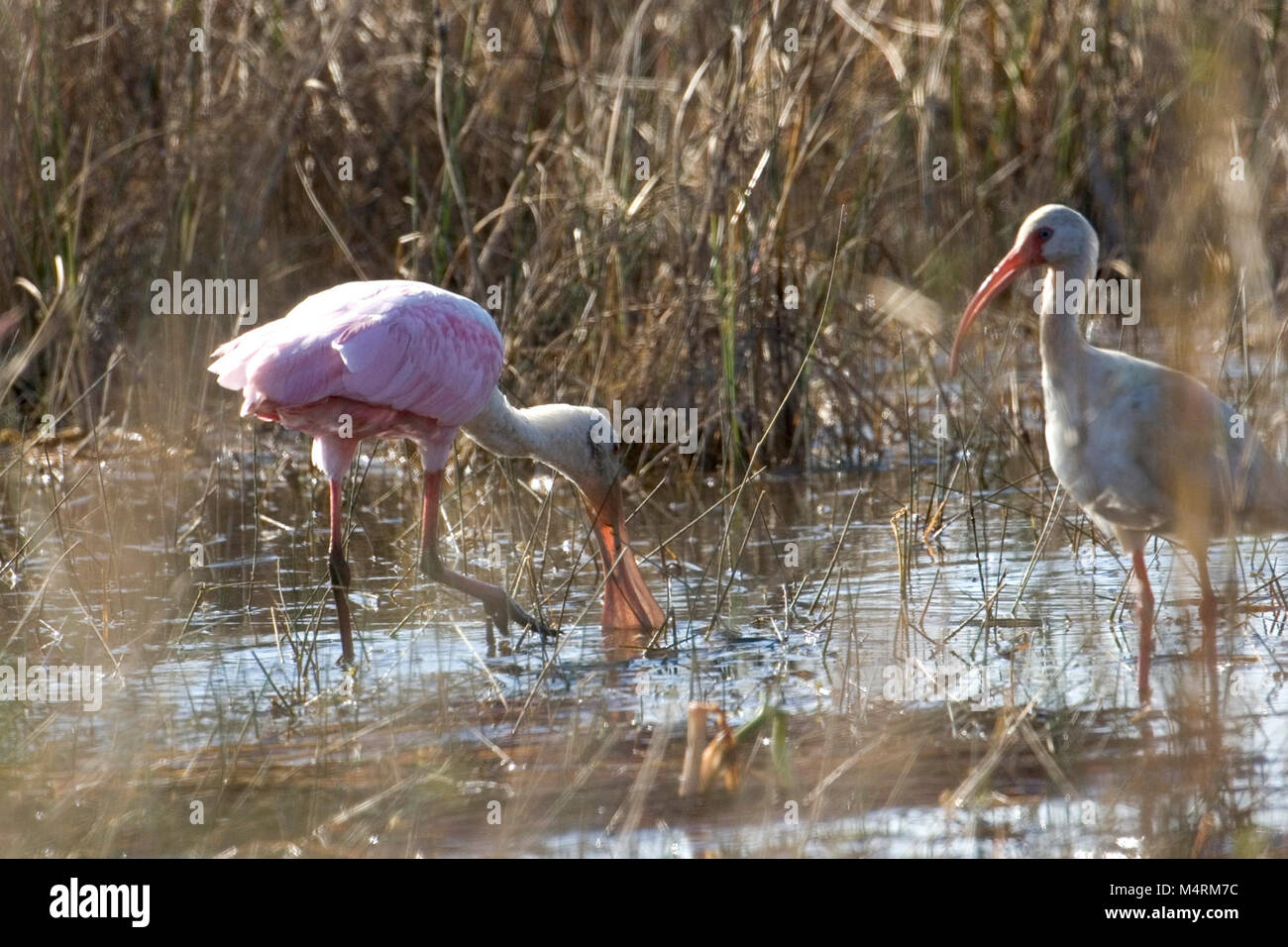 Roseate Spoonbill and Ibis Stock Photo - Alamy