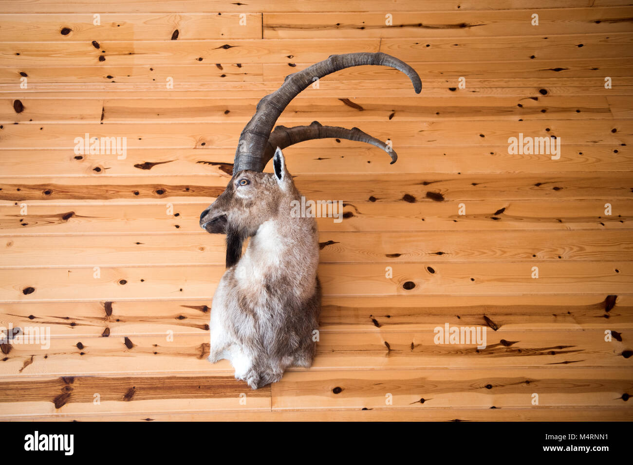 Stuffed wild goat head mounted on wooden wall Stock Photo