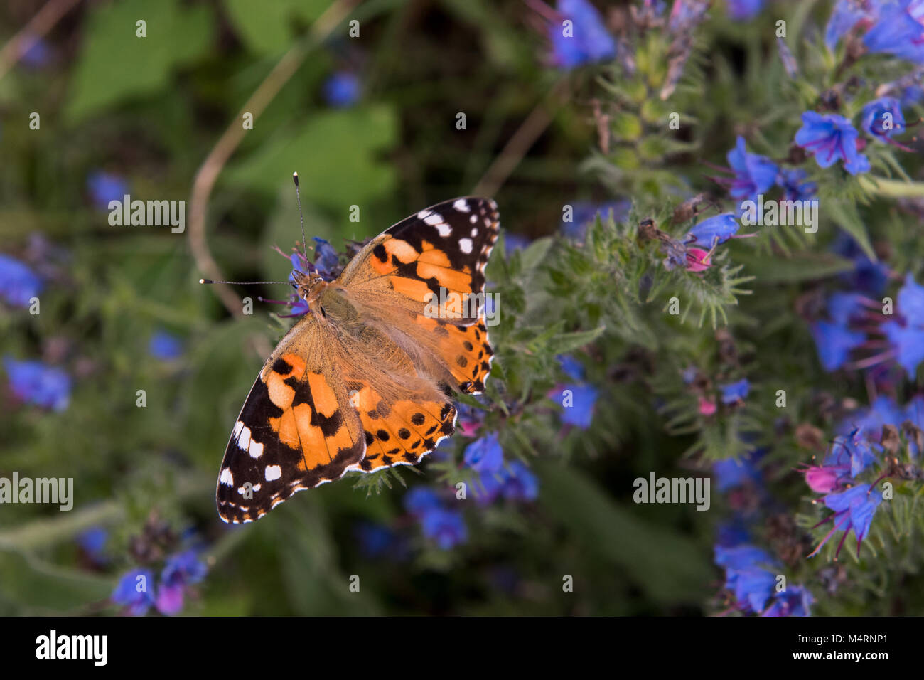 Painted Lady butterfly, Vanessa Cardui Stock Photo